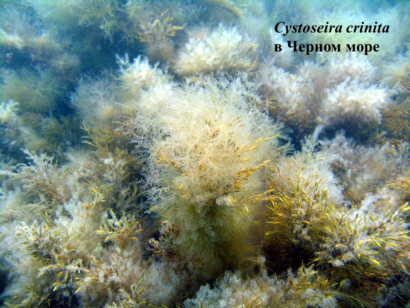 Cystoseira crinita  в Черном море